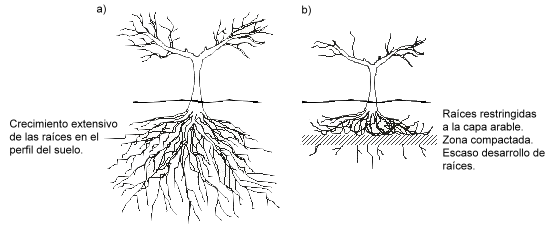 desarrollo de raices